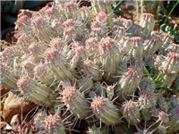 e4040d0a-EUPHORBIA MAMMILLARIS.jpg